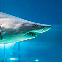 Portrait of a photographer (avatar) Yan