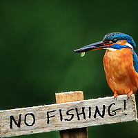 Portrait of a photographer (avatar) Mr Gops