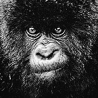 Portrait of a photographer (avatar) НЕХОРОШИЙ