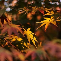 Portrait of a photographer (avatar) Nimfea Nimfea