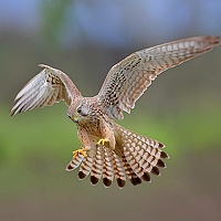 Portrait of a photographer (avatar) Baghdadi Hasan