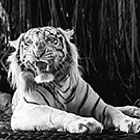 Portrait of a photographer (avatar) Victor  Vydrin