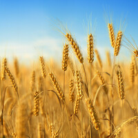 Photo Sasha Yushchak Portrait of a photographer (avatar) Sasha Yushchak