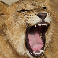 Portrait of a photographer (avatar) Sergios  Kozmidis