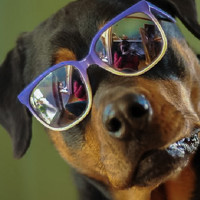 Portrait of a photographer (avatar) Дмитрий Шекснинский (Sheksninsky)