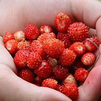 Портрет фотографа (аватар) Елена Телегина