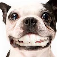 Portrait of a photographer (avatar) Cestelio Bert