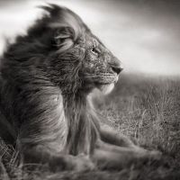 Portrait of a photographer (avatar) Роман Кислов (Roman Kislov)