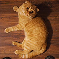 Portrait of a photographer (avatar) Евгений Колотущенко (Evgeniy Kolotuschenko)