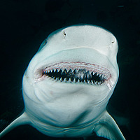 Portrait of a photographer (avatar) Александр Сафонов (Alexander Safonov)