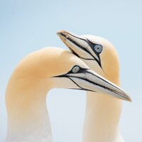 Portrait of a photographer (avatar) zzz