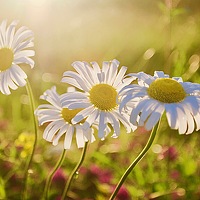 Portrait of a photographer (avatar) Куимов Александр (Kuimov Aleksandr)