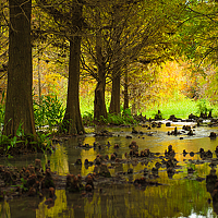 Portrait of a photographer (avatar) 陳 錫輝
