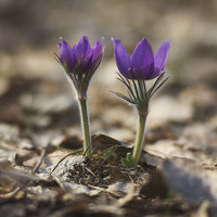 Portrait of a photographer (avatar) Denis Shipunov