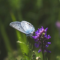 Photo Manynia Marso Portrait of a photographer (avatar) Manynia Marso