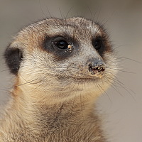 Portrait of a photographer (avatar) Victoria