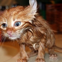 Portrait of a photographer (avatar) Пихновская Ирина