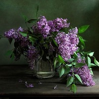 Portrait of a photographer (avatar) Татьяна Еремеева (TATYANA EREMEEVA)