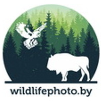 Portrait of a photographer (avatar) Александр Пекач (Aleksandr Pekach)