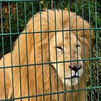 Portrait of a photographer (avatar) Krupion