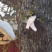 Portrait of a photographer (avatar) Viz Shmiz