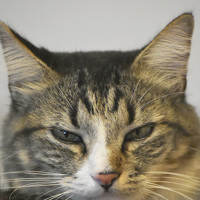 Portrait of a photographer (avatar) Smith (William)