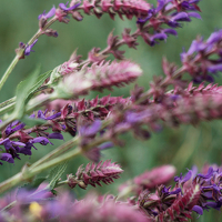 Portrait of a photographer (avatar) Анна (Anna)