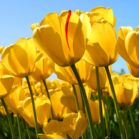 Portrait of a photographer (avatar) ramzy (ramzy gha)